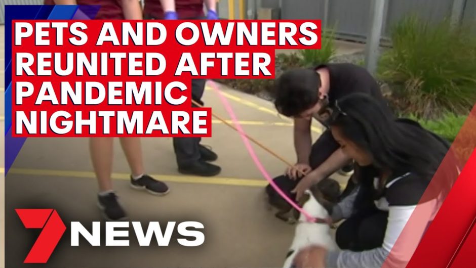 Emotional reunions between pets and their owners who were separated by the COVID pandemic | 7NEWS