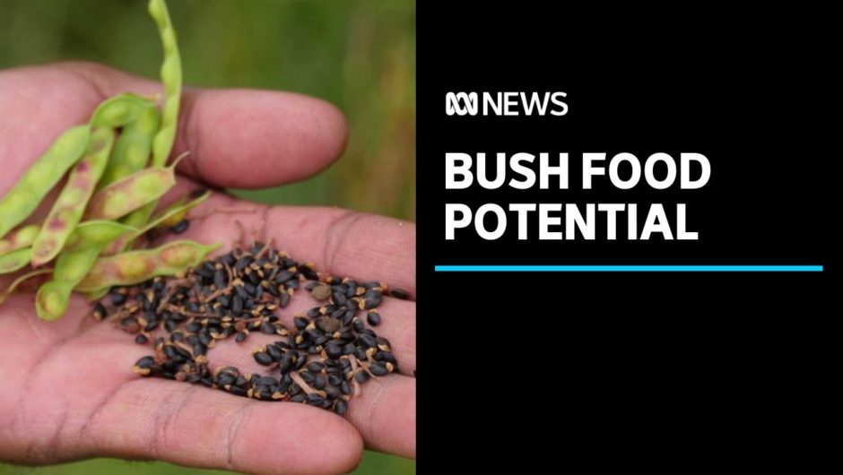 Growing demand for bush food helping to lower Indigenous unemployment | ABC News