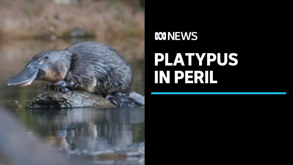 Platypus populations could disappear 'without ever returning', new research finds | ABC News