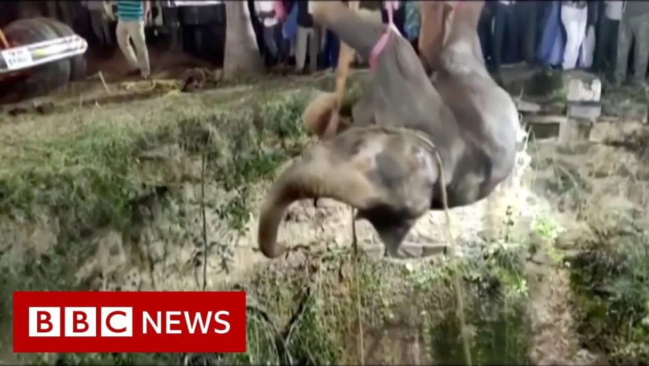 Elephant rescued from deep well in a 14-hour operation – BBC News