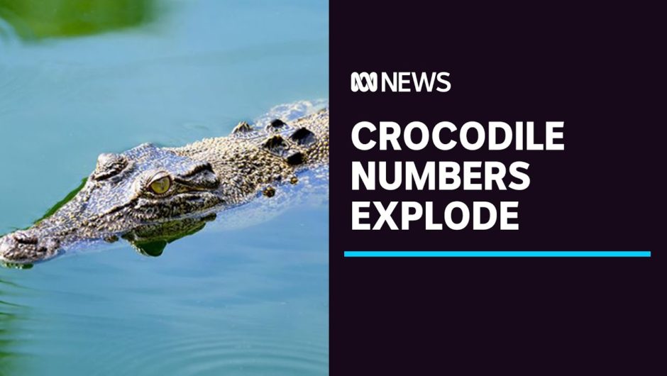 Saltwater crocodile numbers have exploded. A study will investigate environmental impact | ABC News
