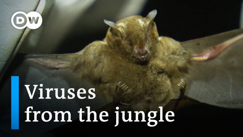 Will the next pandemic start in Brazil? | DW Documentary