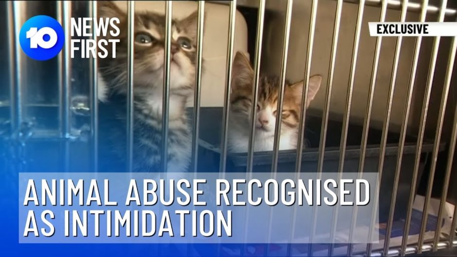 Animal Abuse Recognised As Form Of Domestic Violence Intimidation | 10 News First