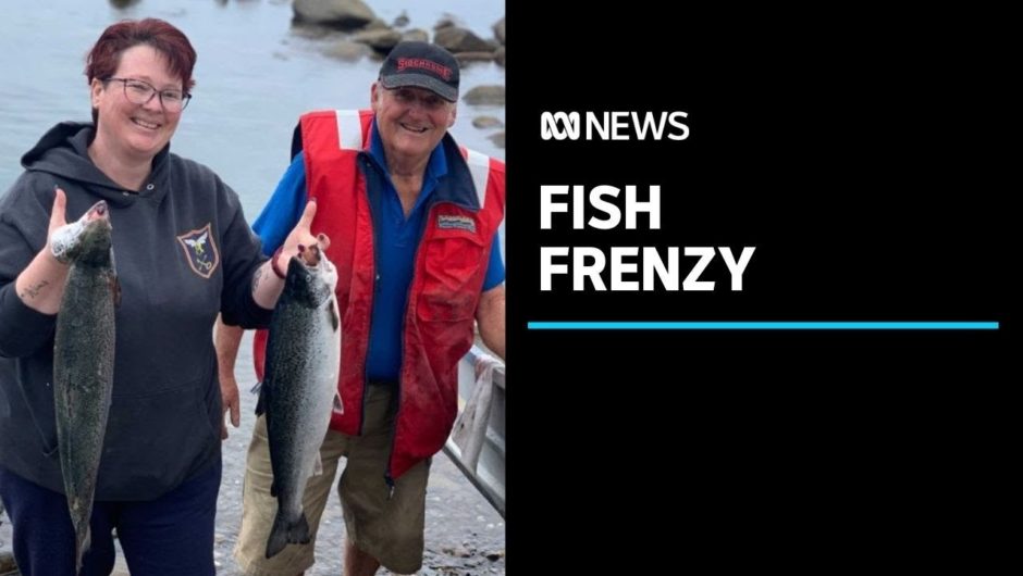 Escaped salmon lure Tasmanian fishers out for a Christmas catch after farm mishap | ABC News