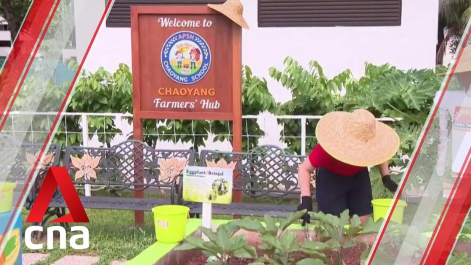 Chaoyang School and Tanglin School to co-locate at new site in 2025