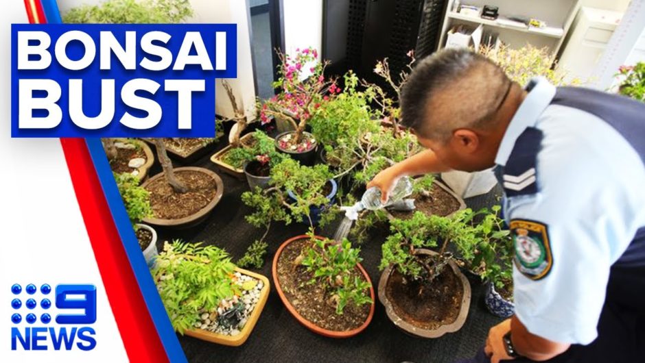 Men charged for allegedly stealing Bonsai plants from garden | 9 News Australia