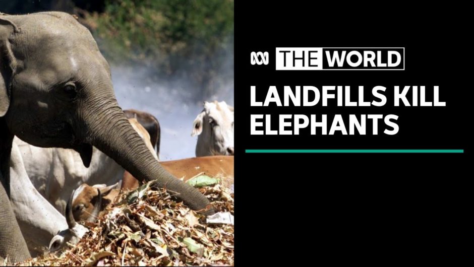 Wild elephants in Sri Lanka harmed by rubbish ingested at landfill sites | The World