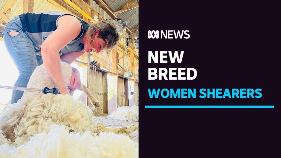 More women take to shearing as wool industry attitudes change and opportunities open up | ABC News