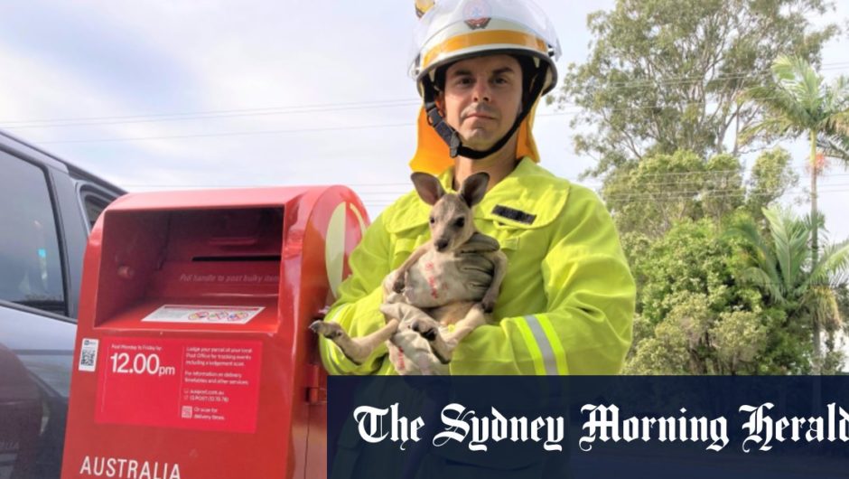 Baby kangaroo found in a post box on the Gold Coast