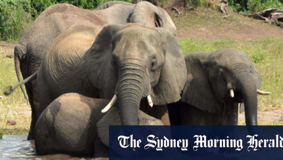 Why Botswana wants Angola’s exiled elephants to return home