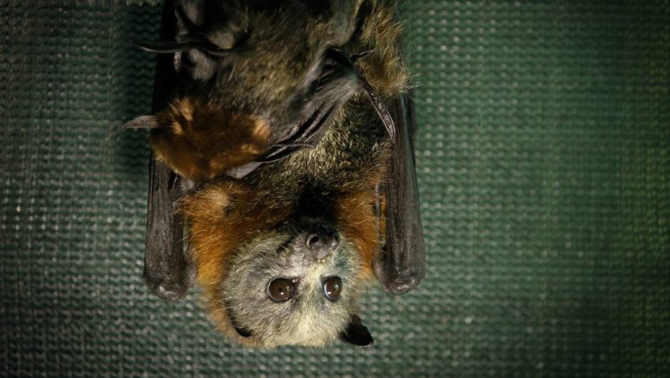 More than 600 bats were killed in the hail storm. Now there’s an extreme weather plan | The Canberra Times