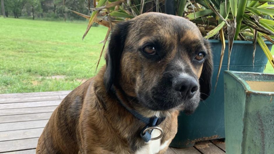 Spying on your pet is now easier with prototype companion collar | The Canberra Times