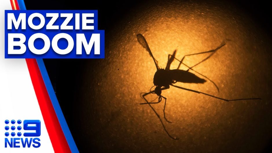 Rise in mosquito-borne disease cases | 9 News Australia