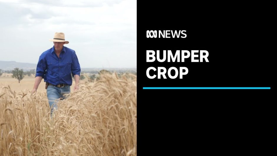 Grain harvest tipped to be second biggest on record, as China trade tensions escalate | ABC News