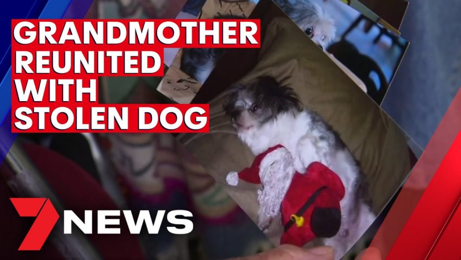 Melbourne grandmother reunited with stolen dog | 7NEWS