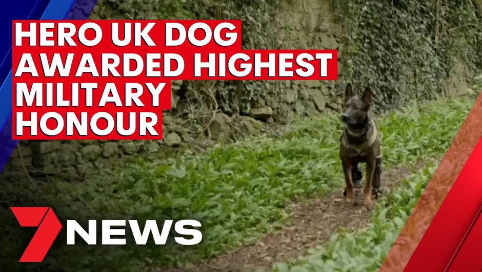Hero dog awarded UK’s highest military honour | 7NEWS