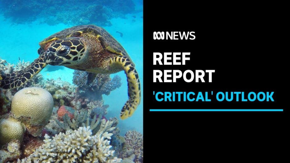 Great Barrier Reef outlook 'critical' as report names climate change number one threat | ABC News