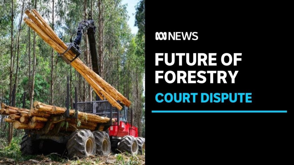 What you need to know about the court case environmentalists hope will end native logging | ABC News