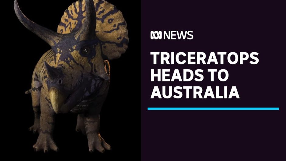 World's most-complete triceratops skeleton to go on display in Melbourne next year | ABC News