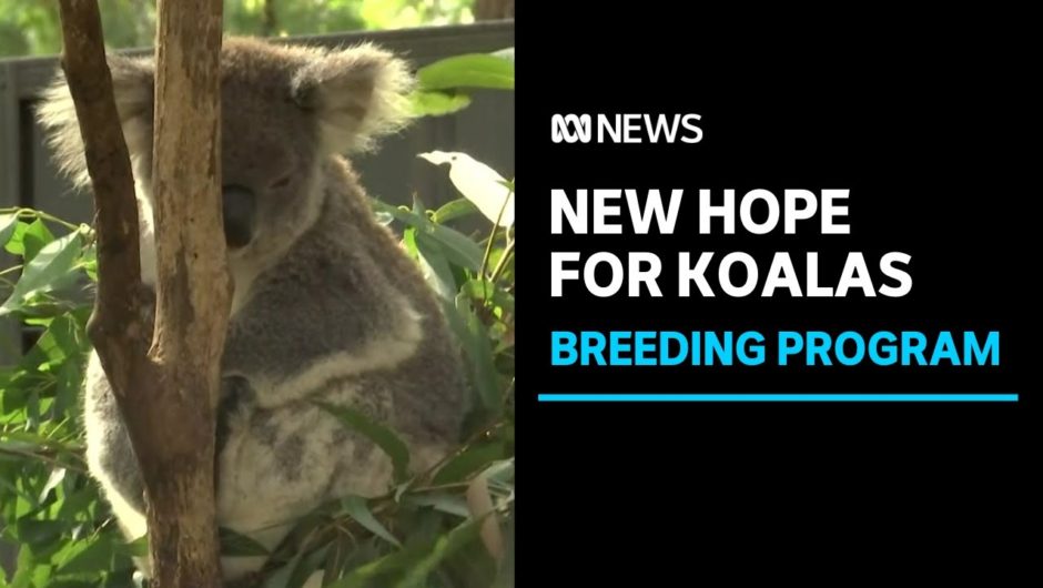Researchers hope to unlock the secret to breeding koalas for life in the wild | ABC News
