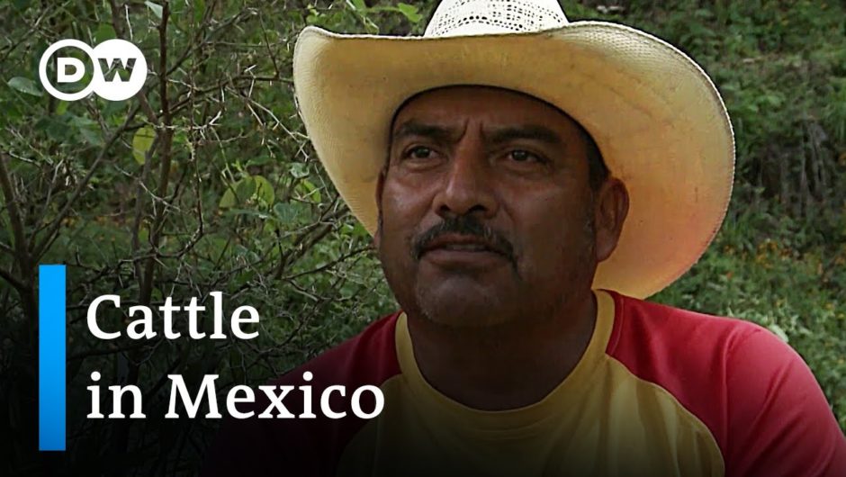 Mexico: Sustainable farms for biodiversity | Global Ideas