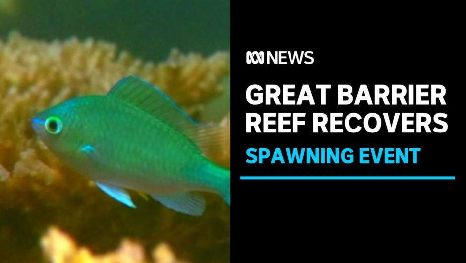 Great Barrier Reef shows signs of recovery after critically dangerous health assessment | ABC News