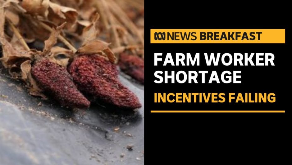 Incentive offering out-of-work Aussies thousands of dollars to work harvest jobs failing | ABC News