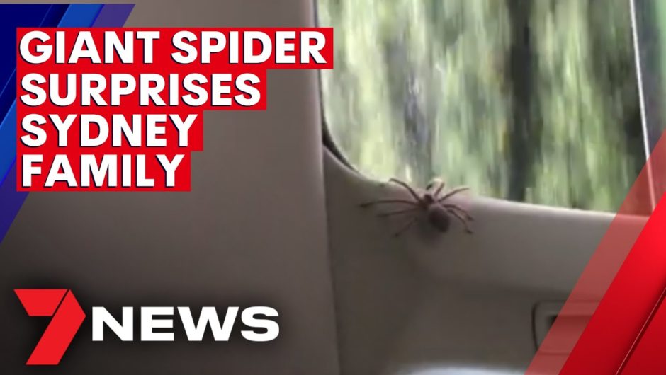 Sydney family scream in fear as giant huntsman crawls inside their car | 7NEWS