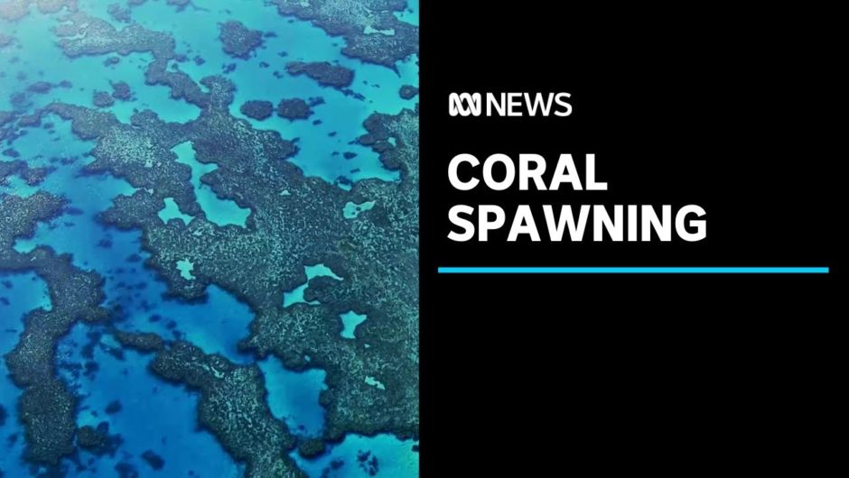 The Great Barrier Reef's massive coral spawning event | ABC News
