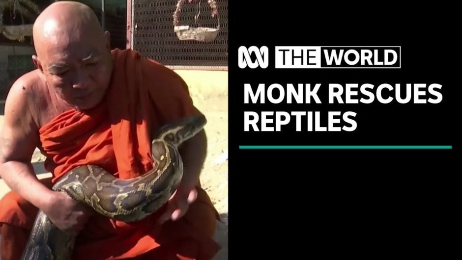 Myanmar monk on a mission to rescue reptiles from illegal trade | The World