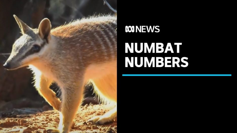 New project aims to save critically endangered numbat species | ABC News