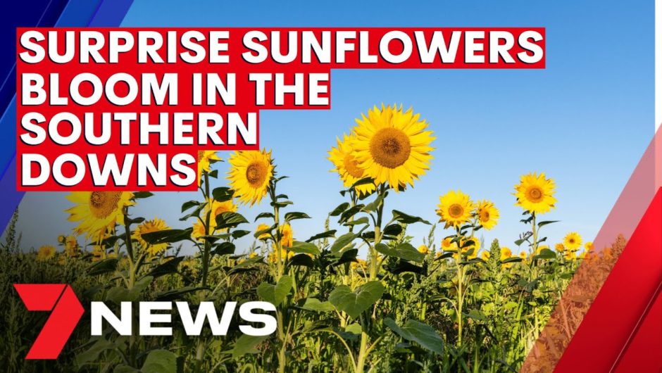 Surprise sunflowers bloom in the Southern Downs | 7NEWS