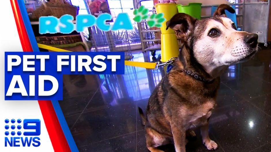 Free pet first aid courses offered this weekend | 9 News Australia