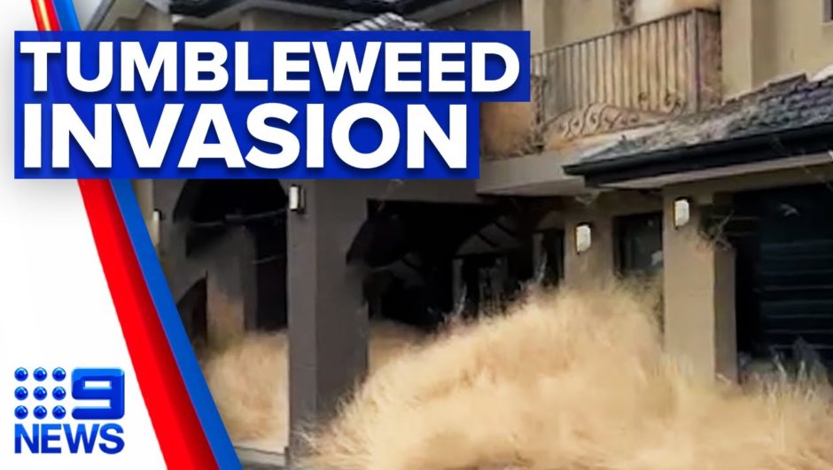 Wild winds leave homes overrun by tumbleweeds | 9 News Australia