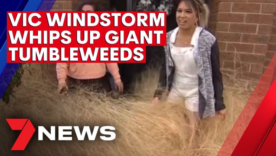 Windstorm whips up giant tumbleweeds in Victoria | 7NEWS