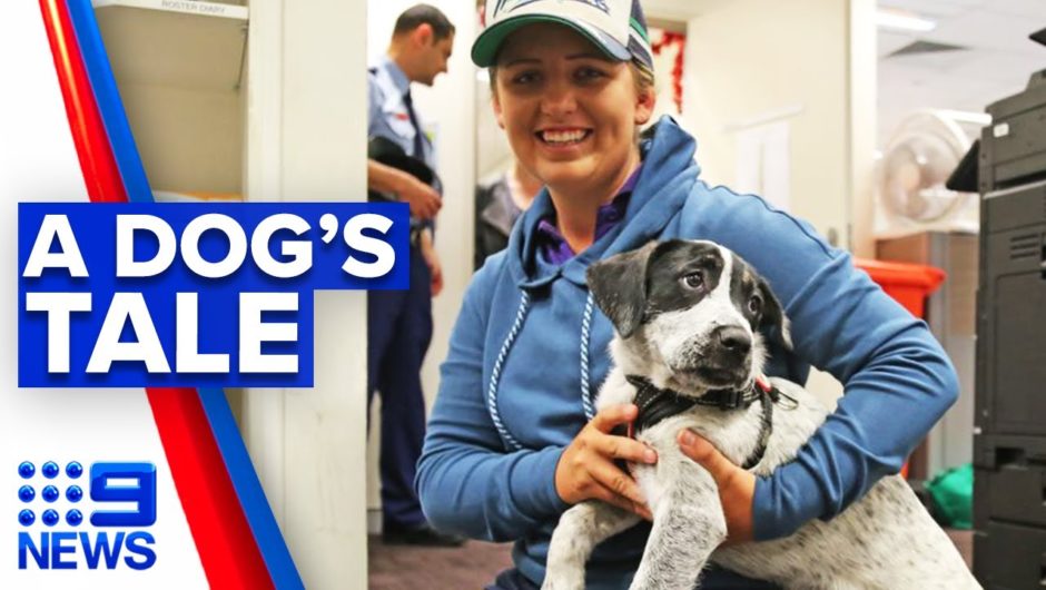 Missing country puppy found in big city | 9 News Australia