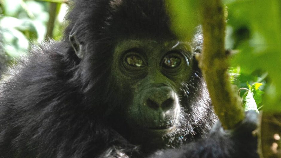 COVID-19 puts Africa's mountain gorillas at risk