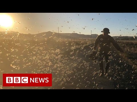 The farmers hunting down swarms of locusts – BBC News