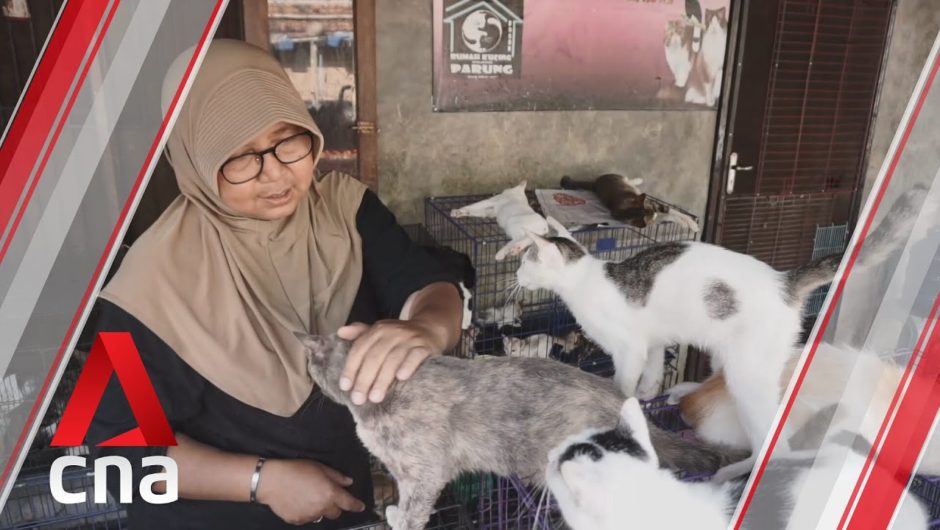 A home for 300 stray and abandoned cats in West Java, Indonesia