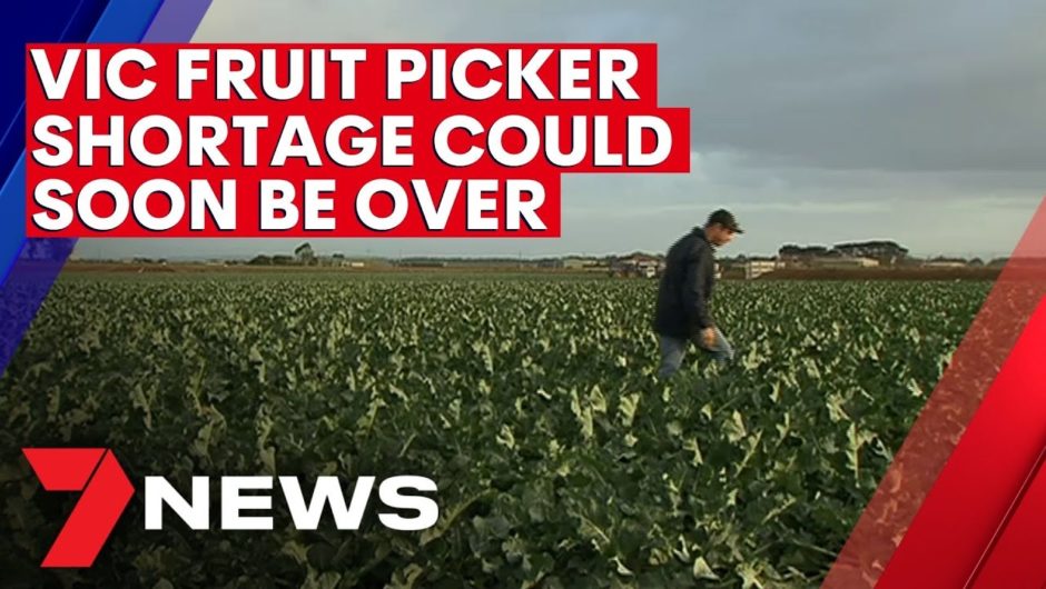 Fruit picker shortage in Victoria could soon be over | 7NEWS