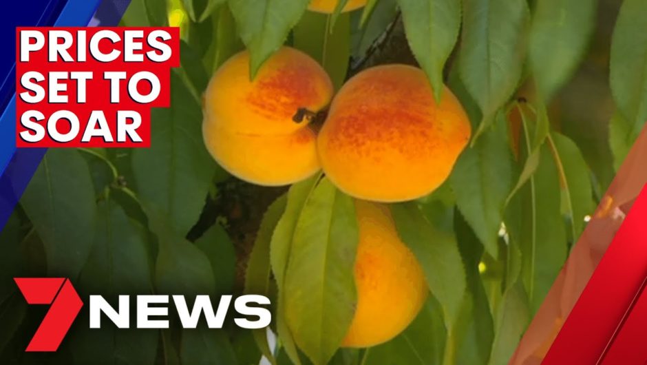 Shortage in harvest workers leads to fruit and veg price hike in NSW | 7NEWS