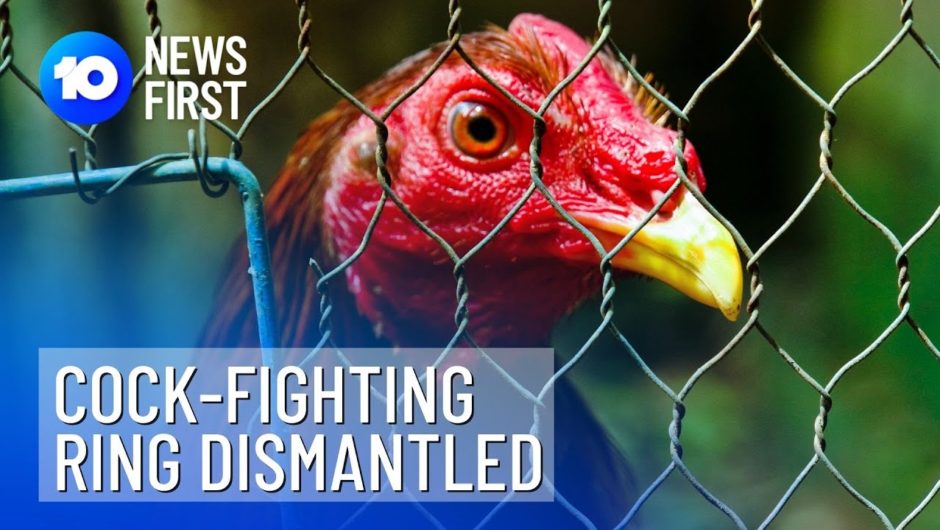 Cock-Fighting Ring Uncovered | 10 News First