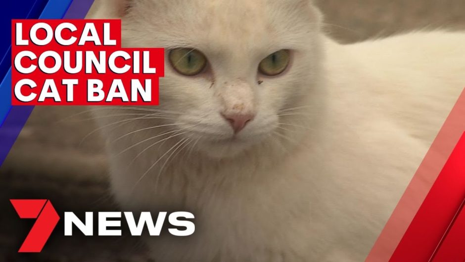Cat ban for local councils | 7NEWS