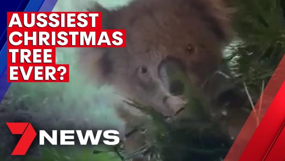 Koala found in Aussie Christmas tree | 7NEWS