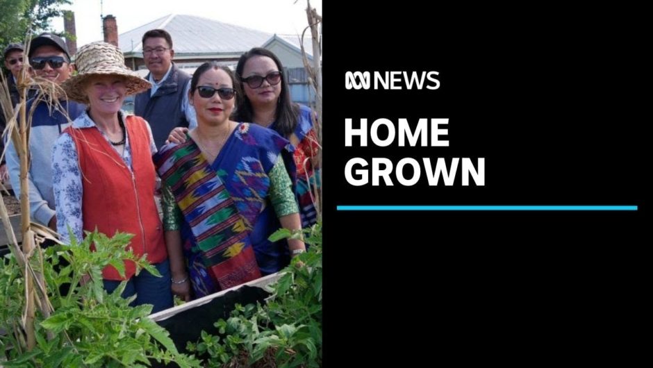 COVID-19 food insecurity sees backyard veggie patches and community gardens boom | ABC News
