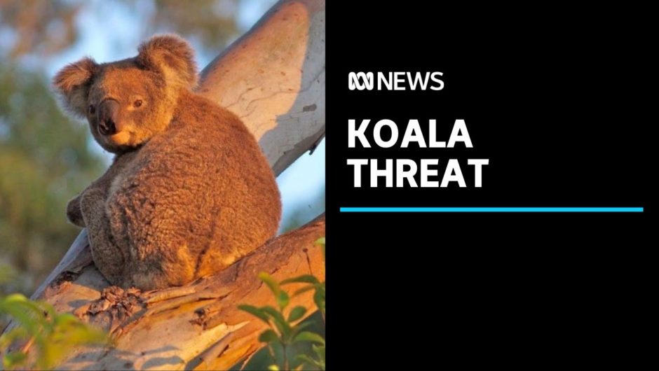 Federal Government accused of wasting time on koala research instead of saving habitat | ABC News