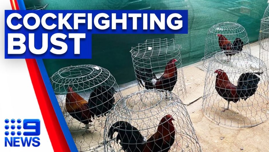 Police and RSPCA bust illegal cockfighting ring | 9 News Australia