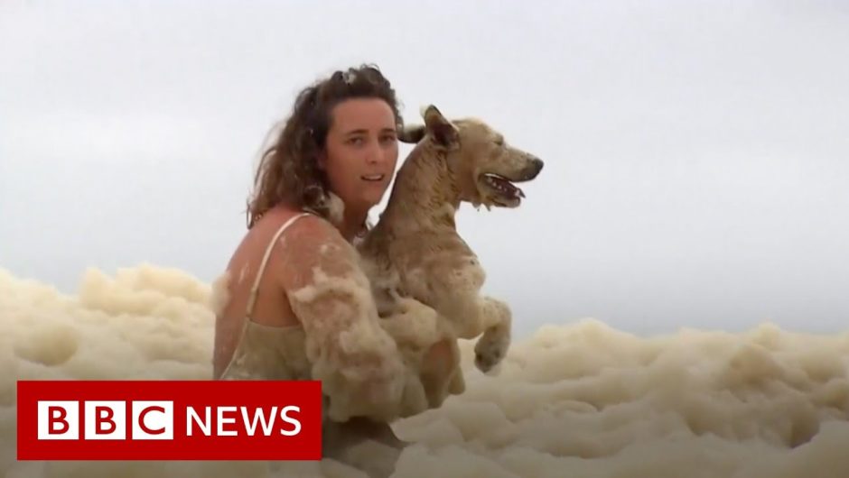 Australia storms: Dog rescued from sea of foam – BBC News