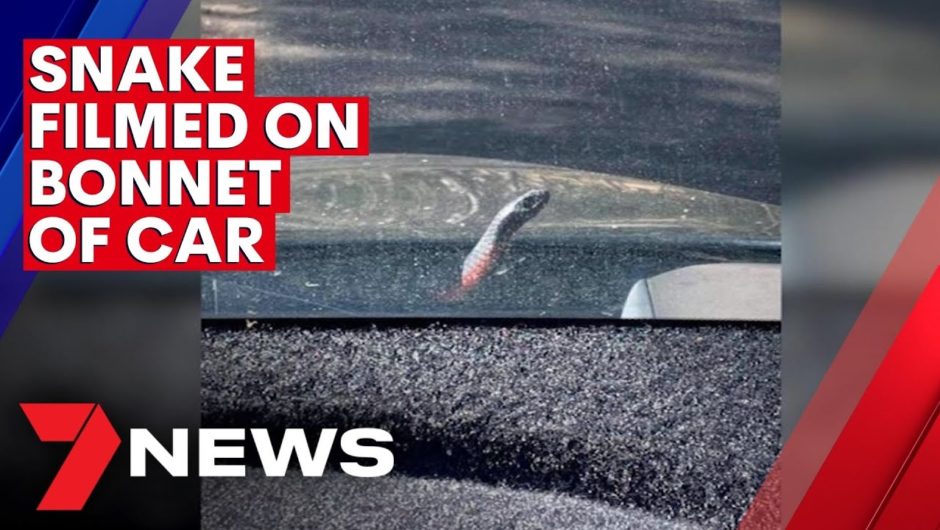 Snake filmed on bonnet of moving car | 7NEWS