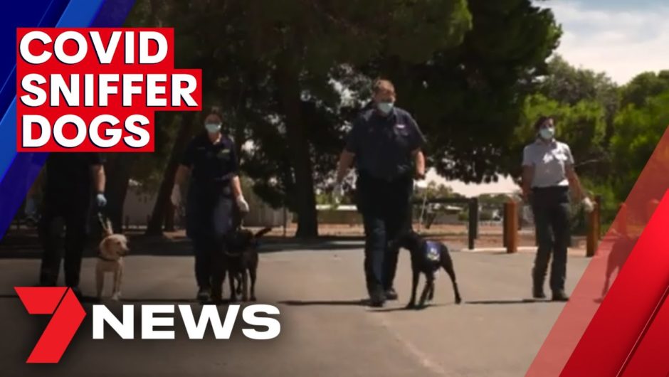 Training underway for coronavirus sniffer dogs | 7NEWS